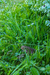 Organically homegrown bush snap green beans growing in a garden in summer