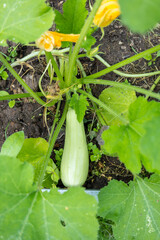Seedlings of zucchini, pumpkins, parsley growing in pots, waiting for planting. Spring garden work