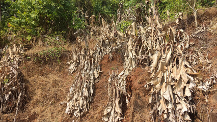 dry plant near Purnagad, Maharashtra, India