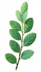 Obraz premium foliage with eucalyptus leaves isolated on white background, greenery, isolated