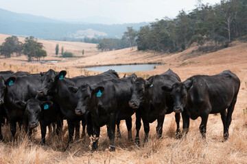 cattle grazing on a farm, beautiful landscape, Herd of sustainable cows on a green hill on a farm in Australia. Beautiful cow in a field. Australian Farming landscape with Angus and Murray grey cattle