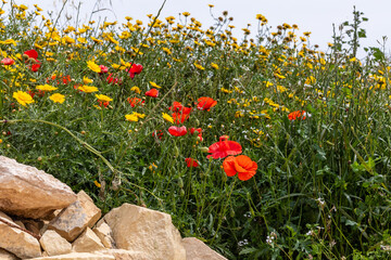 Poppies and yellow daisies blooming against rustic rocks in Malta. Vibrant red and yellow wildflowers flourish under the bright spring sun, creating a picturesque natural scene.