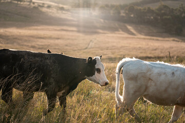 cattle grazing on a farm, beautiful landscape, Herd of sustainable cows on a green hill on a farm in Australia. Beautiful cow in a field. Australian Farming landscape with Angus and Murray grey cattle