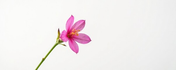 Fototapeta premium Single flower blooming in isolation on white background, nature, blossom