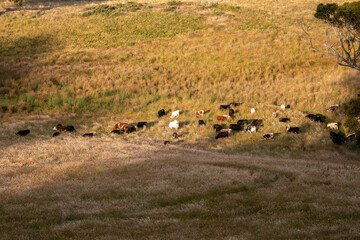 cattle grazing on a farm, beautiful landscape, Herd of sustainable cows on a green hill on a farm in Australia. Beautiful cow in a field. Australian Farming landscape with Angus and Murray grey cattle