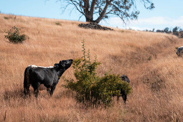 cattle grazing on a farm, beautiful landscape, Herd of sustainable cows on a green hill on a farm in Australia. Beautiful cow in a field. Australian Farming landscape with Angus and Murray grey cattle