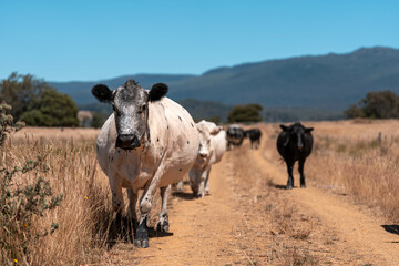 Carbon neutral cattle farming in a free range field on a farm in Australia  beautiful cattle in Australia eating grass, grazing on pasture. Herd of cows free range beef being regenerative raised