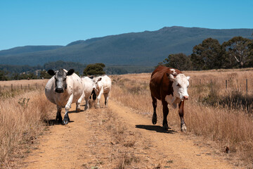 Obraz premium cattle grazing on a farm, beautiful landscape, Herd of sustainable cows on a green hill on a farm in Australia. Beautiful cow in a field. Australian Farming landscape with Angus and Murray grey cattle