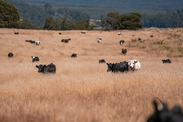Carbon neutral cattle farming in a free range field on a farm in Australia  beautiful cattle in...