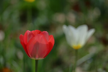 色とりどりに咲き誇る赤白黄色