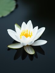 Close-up of a white water lily floating on a black surface. the flower has five petals, each with a yellow center.