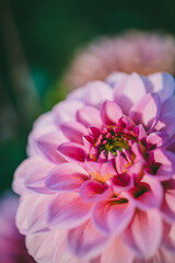 Close-up of a vibrant violet dahlia with intricate petal details and a blurred green background, illuminated by sunlight on a warm summer day.  
