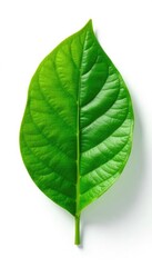 Obraz premium Green coffee leaf with delicate veins on a white background, herbaceous, leaf, citrus