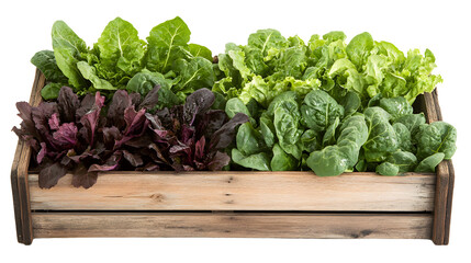 Freshly Harvested Organic Lettuce and Spinach on Display in Rustic Crate at Market, Farm-fresh Produce Photography