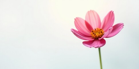 Obraz premium Single flower isolated on white background with soft light, blossom, bloom, bloom
