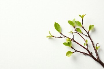 Sprouting branches on a pristine white canvas, organic, nature, isolated branches