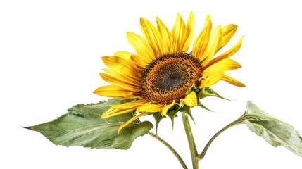 Obraz premium Sunflower blooming with transparent background: perfect for summer projects