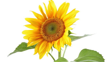 Obraz premium Sunflower blooming with transparent background showing its beauty and vibrancy