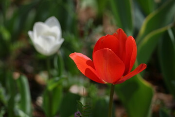 色とりどりに咲き誇る赤白黄色