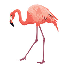 Obraz premium Pink flamingo on white background. Tropical and exotic big bird lives on salt lakes. Isolated vector illustration.