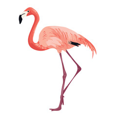 Pink flamingo on white background. Tropical and exotic big bird lives on salt lakes. Isolated vector illustration.