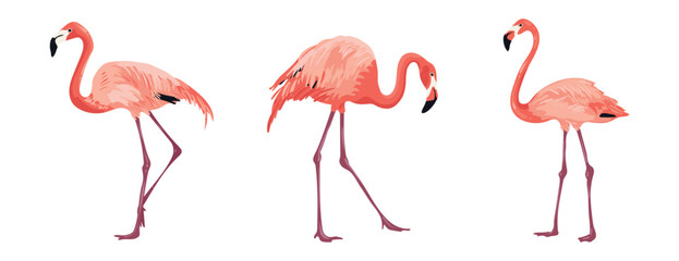 Pink flamingo on white background bird from different angles. Tropical and exotic big bird lives on salt lakes. Isolated vector illustration. © Natali