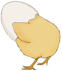 A chick illustration
