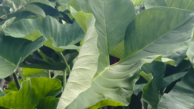 taro plant