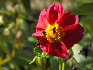 Flor Abelha Nativa Arapuá