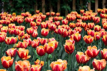 field of red tulips
