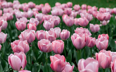 Obraz premium field of pink tulips