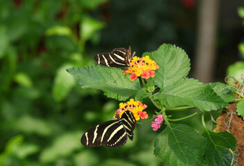 Zebra Longwing Butterflies feeding on colorful Lantana flowers in Indianapolis, IN, USA