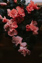 Pink and red flowers in a pot