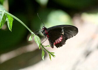Black Butterfly on Green Plant in a Hot Summer Day in Indianapolis, IN, USA