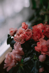 Pink and red flowers in a pot