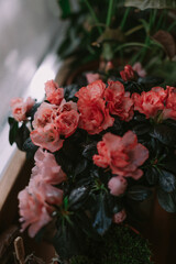 Pink and red flowers in a pot