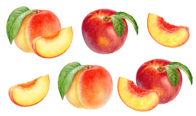 Hand-Painted Watercolor Peaches and Nectarines Botanical Illustration Isolated on White