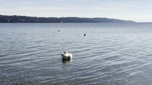 Graceful Swan Swimming in Starnberg Lake, Bavaria