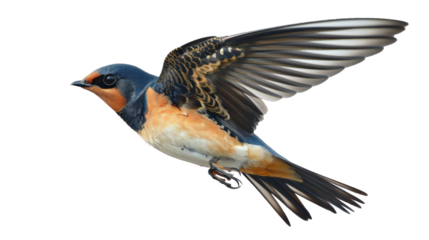 Barn swallow flying with open wings on transparent background