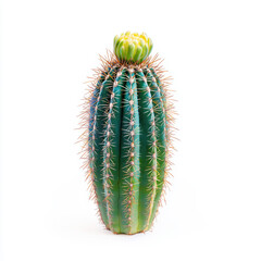 Naklejka premium A vibrant cactus plant with beautiful green spines and colorful flowers set against a soft background for creative copy space to highlight nature's unique beauty