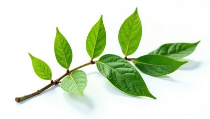 Fototapeta premium Single branch with intricate details on white background, isolated, foliage