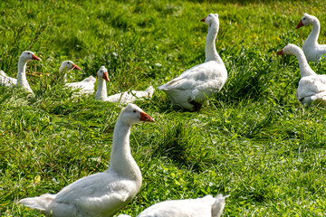 white geese in a green blanket, a flock of geese in a backyard garden