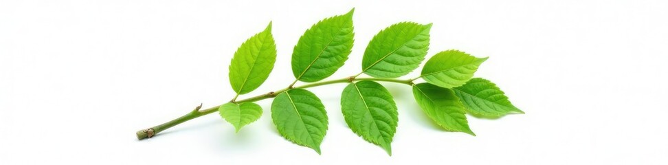 Fototapeta premium Single isolated branch on white background with subtle leaf veins, nature, foliage