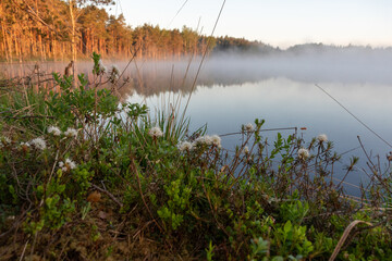 Ledum palustre, the plant is poisonous, evergreen, often common in mossy swamps and swampy pine forests, sunrise by a swamp lake, foggy background