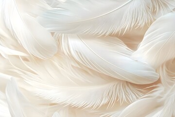 Fototapeta premium White feathers background