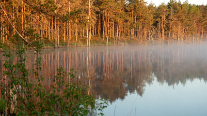 sunrise, sunset landscape by the swamp lake, morning fog, golden hour, reflections in the water, traditional swamp lake vegetation