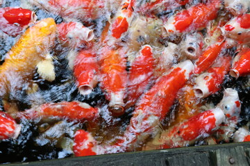 The koi in the large pond have beautiful colors.