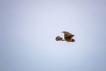 Northern Harrier Flight