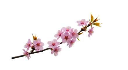 桜、モデル