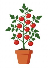 tomato plant in a pot illustration 